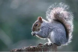 Nuts: GREY SQUIRREL - close-up eating nuts