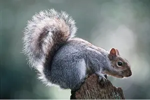 David C Dixon: GREY SQUIRREL - close-up on post