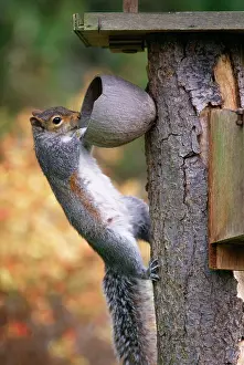 Stealing: GREY SQUIRREL - ON COCONUT