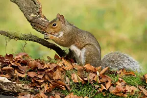 Acorns: Grey Squirrel collecting acorns from woodland floor October