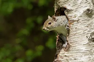 Coming: Grey Squirrel - coming out of an old woodpecker