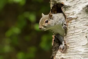 Coming: Grey Squirrel - coming out of an old woodpecker