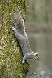 160118: Grey Squirrel - Comong Down a Tree - Cornwall - UK