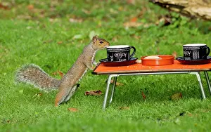 Picnic: Grey Squirrel - by cup of tea on miniature picnic table