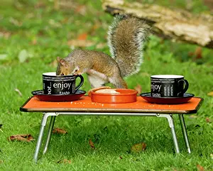 Picnic: Grey Squirrel - drinking cup of tea on miniature