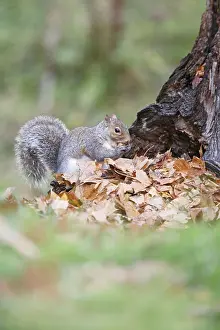 Nuts: Grey Squirrel - eating acorn