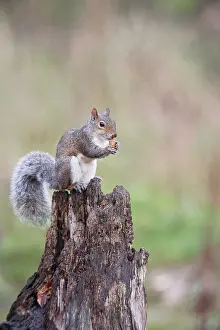 Nuts: Grey Squirrel - eating acorn