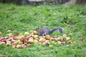 Stealing: Grey Squirrel eating apples