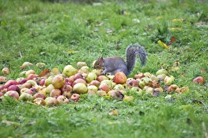 Stealing: Grey Squirrel eating apples