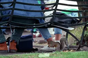 Beneath: Grey Squirrel - eating beneath bench