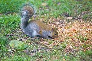 Chilli: Grey Squirrel - eating chilli covered bird seed