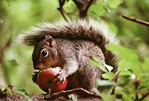 Apples: GREY SQUIRREL - eats apple