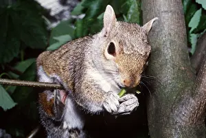 Elizabeth Bomford: GREY SQUIRREL - Eats leaf stalk of sycamore