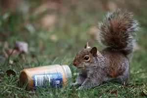 Ailsa Hopkin: GREY SQUIRREL - Eats peanut butter