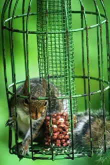 Proof: Grey Squirrel - feeding inside squirrel proof