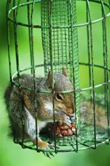 Proof: Grey Squirrel - feeding inside squirrel proof