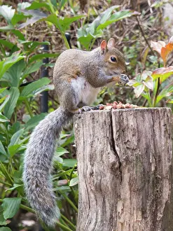 Birmingham: Grey Squirrel - feeding in urban garden - Birmingham UK