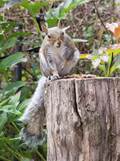 Birmingham: Grey Squirrel - feeding in urban garden - Birmingham UK