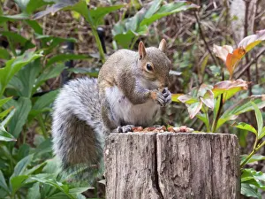 Birmingham: Grey Squirrel - feeding in urban garden - Birmingham UK