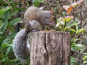 Birmingham: Grey Squirrel - feeding in urban garden - Birmingham UK