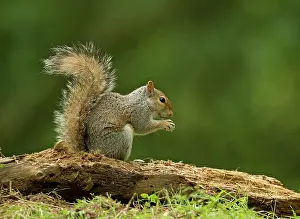 Cannock: Grey Squirrel feeding in woodland June Cannock Chase