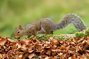 Acorns: Grey Squirrel - finding acorn amongst autumn leaves