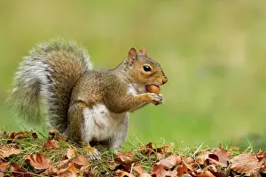 Acorns: Grey Squirrel - finding acorn amongst autumn leaves