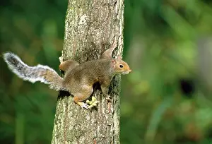 Flicking: Grey SQUIRREL - flicking tail