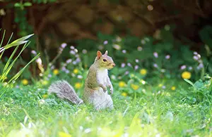 Ailsa Hopkin: Grey Squirrel - among flowers in garden