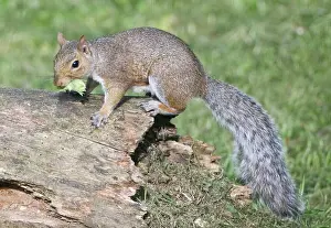 Hazelnuts: Grey Squirrel - gathering hazelnuts for its winter larder