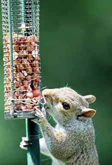 Gnawing: Grey SQUIRREL - Gnawing at damaged bird feeder