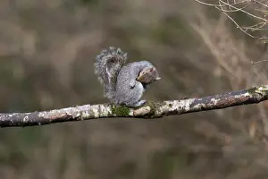 David Chapman: Grey Squirrel - Grooming - UK