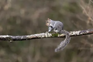 David Chapman: Grey Squirrel - Grooming - UK