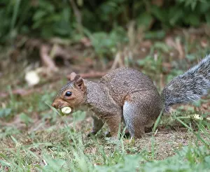 Hazelnuts: Grey Squirrel - on ground with hazelnut in mouth