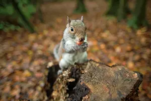 Hazelnut: Grey Squirrel - with Hazelnut