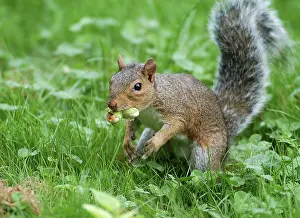 Hazelnuts: Grey Squirrel - with hazelnut in mouth