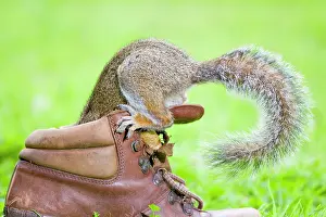 Investigating: Grey Squirrel - Investigating interior of old boot