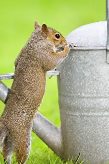 Investigating: Grey Squirrel - Investigating watering can in garden