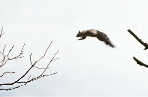 Elizabeth Bomford: GREY SQUIRREL - jumping