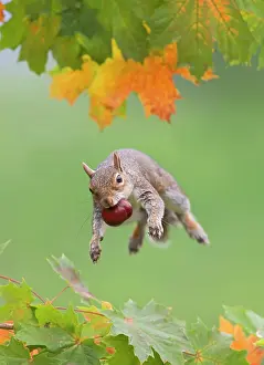 Leaping: Grey Squirrel - jumping in mid-air - with nut in mouth