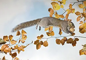 Walnuts: Grey squirrel - jumping with walnut side view