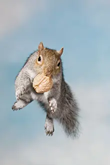 Walnuts: Grey squirrel - jumping with walnut front view