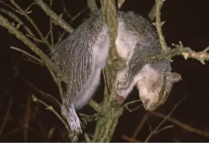 Killed: GREY SQUIRREL - killed as vermin