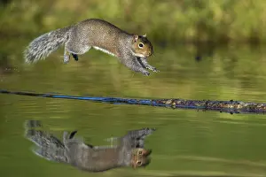 Leap: Grey Squirrel - Leaping - Cornwall - UK