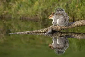 Carolinensis: Grey Squirrel - on Log over Pond - Cornwall - UK