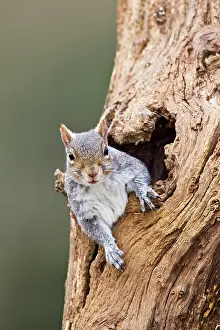 Peer: Grey Squirrel - looking out from hole in tree