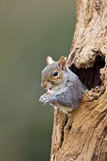 Peer: Grey Squirrel - looking out from hole in tree