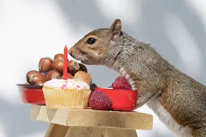 Cake: Grey Squirrel on a miniature picnic bench eating