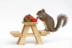Mini: Grey Squirrel on a miniature picnic bench eating