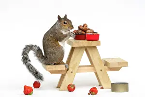 Mini: Grey Squirrel on a miniature picnic bench eating
